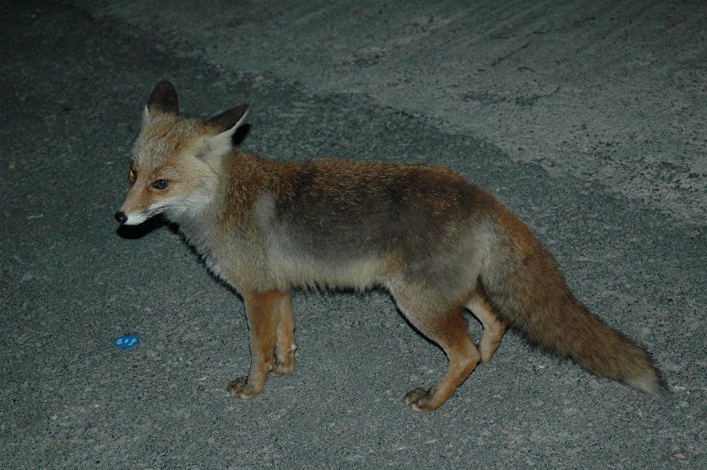 Vulpes vulpes